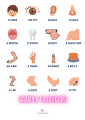 Body Parts - flashcards for beginners