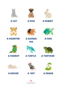 Pets - flashcards for beginners